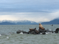 breakwater sealions